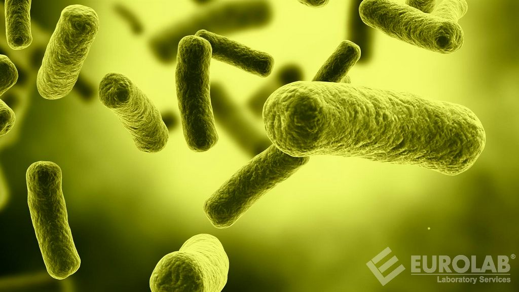 Antimikrobiyal Aktivite için İnhibisyon Bölgesi Testi